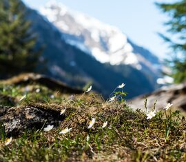 Pflanzen - Hintersee - Blumen | © Ferienregion Nationalpark Hohe Tauern