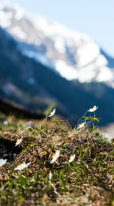 Pflanzen - Hintersee - Blumen | © Ferienregion Nationalpark Hohe Tauern