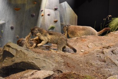 Marmots on the marmot burrow | © Hohe Tauern National Park Center GmbH